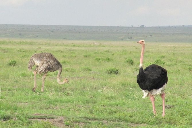 3 Days Amboseli & Tsavo East Jeep Safari From Diani (Min 2 Pax) - Safari Experience