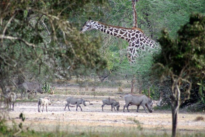 3 Days Selous Game Reserve Driver From Dar Es Salaam - Tour Details