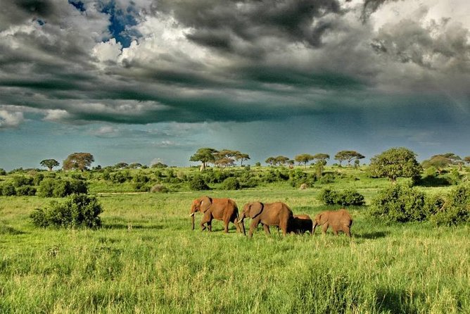 3 Days Tarangire National Park Wildlife Safari