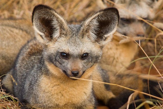 3 Days Tsavo East &Lumo Wildlife Sanctuary (Minimum 2 Persons)