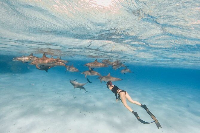3-Hour Private Speed Boat Dolphins and Snorkeling Cruise - Operator Information