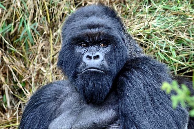 4 Day Chimpanzee Trek Wildlife and Gorilla Trekking at Bwindi Uganda - Booking Confirmation