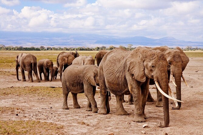 4 Day Etosha and Swakopmund Lodging - Inclusions and Amenities