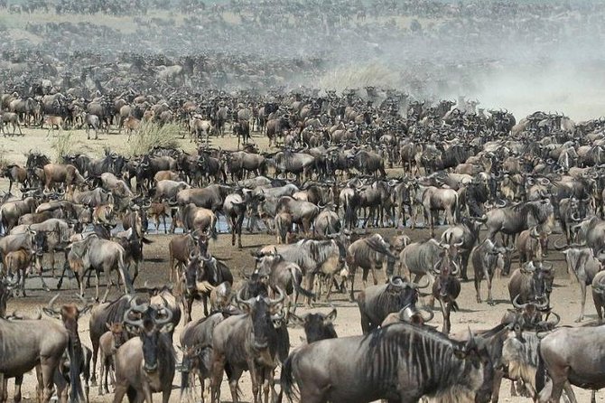 4 Day Wildebeest Migration Budget Camping Safaris