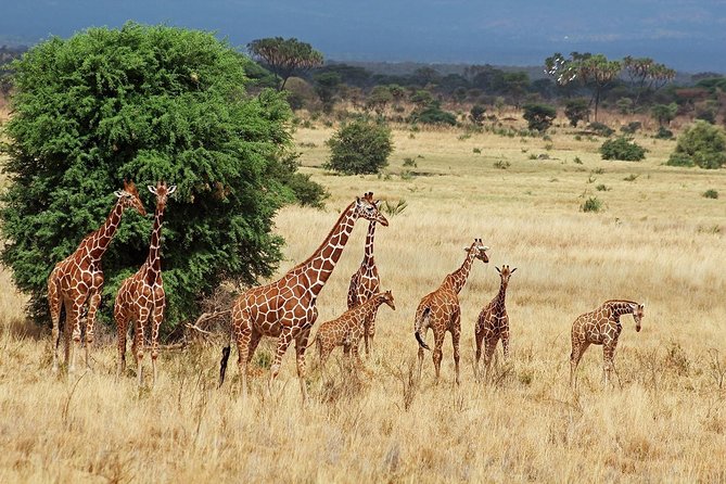 4 Days Aberdare, Lake Nakuru, Lake Naivasha Safari (Minimum 2 Persons) - Pickup and Meeting Details