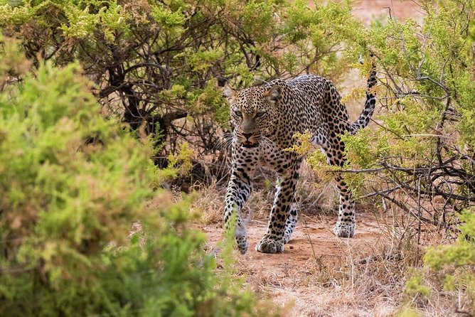 4 Days Best of Samburu & Lake Nakuru Wildlife Safari on 4×4 Jeep