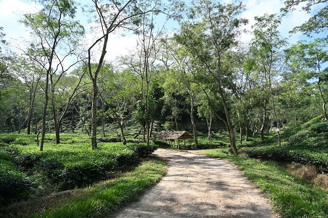 4 Days Dhaka to Sylhet & Srimangal - Insider Tips