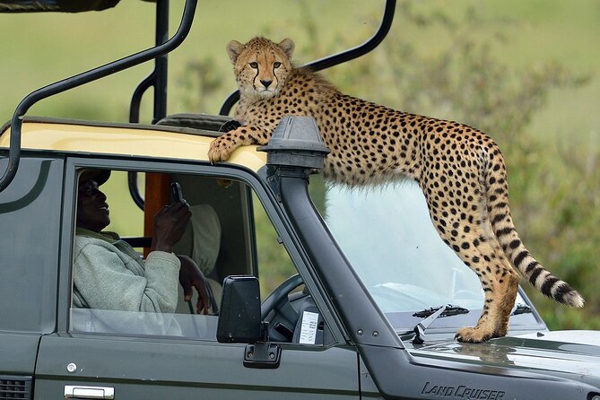 4 Days Masai Mara 4×4 Jeep Lodge Safari