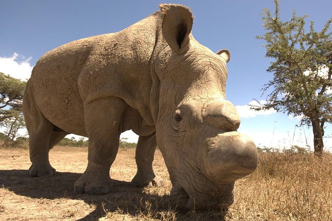 4 Days Ol Pejeta & Samburu National Reserve Safari - Meals and Dining Options