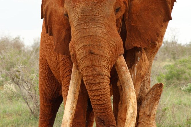 4 Days Safari Amboseli, Tsavo West and Tsavo East