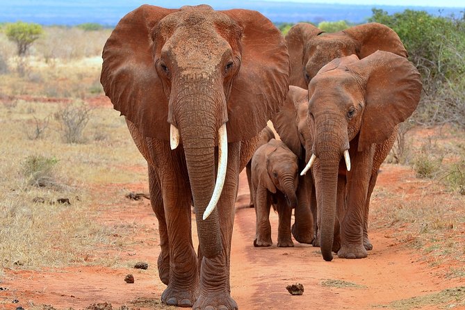 5-Day Amboseli, Tsavo West & Tsavo East Safari - Tsavo West National Park Attractions