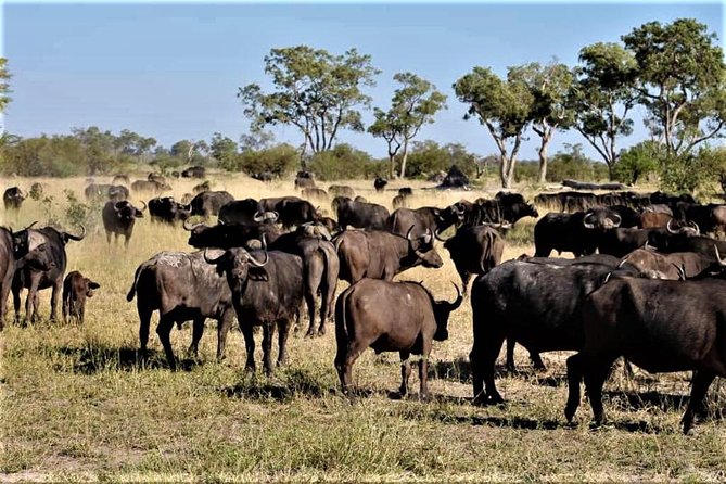 5-Day Mababe Safari - Safari Highlights