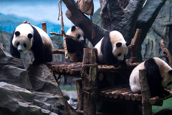 5 Day Natural Panda Paradise Tour in Chengdu - Inclusions and Exclusions