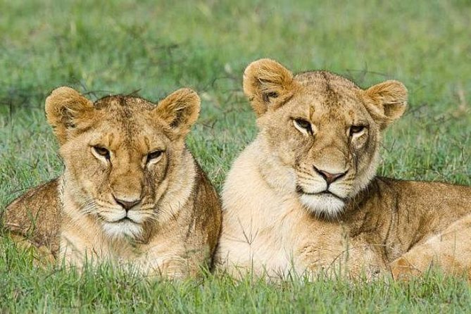 5-Day Ol Pejeta-Lake Nakuru-Masai Mara Private Safari