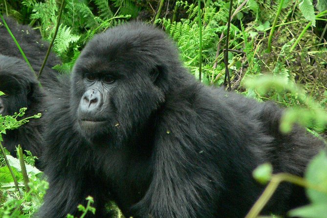 5-Day Private Tour of Kibale and Bwindi Impenetrable National Park - Day 2 Itinerary