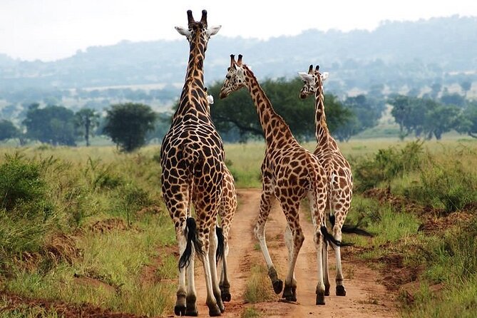 5-Day Sipi Falls and Kidepo Wildlife Tour