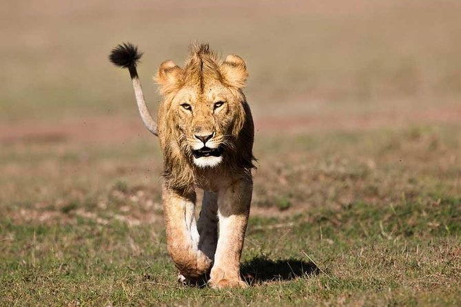 5 Days Dream of Africa Safari Adventure - Additional Considerations