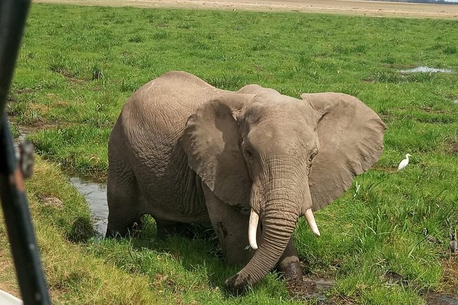 5 Days Kenya Adventurous Safari - Safety and Health Tips