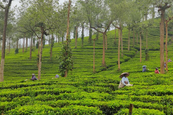 5 Nights 6 Days in Kerala Hills and Backwaters