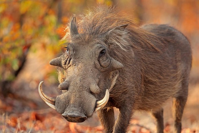 6-Day Masai Mara-Serengeti NP-Ngorongoro Hakuna Matata Safari - Accommodation Details