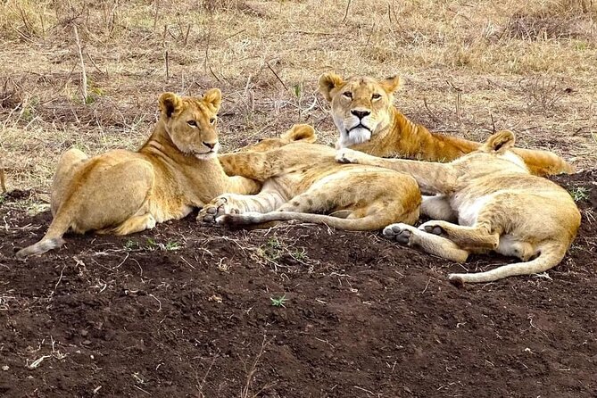 6 Days Aberdares, Lake Naivasha, Nakuru, Masai Mara From Nairobi