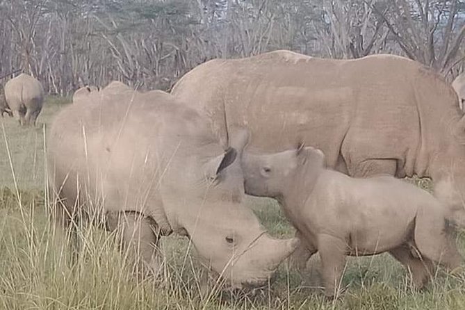 6 Days Kenya Safari Masai Mara, Lake Nakuru And Lake Baringo / Bogoria. - Optional Excursions