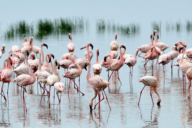 6 Days Samburu Sweetwaters Lake Nakuru & Lake Naivasha Wildlife Safari