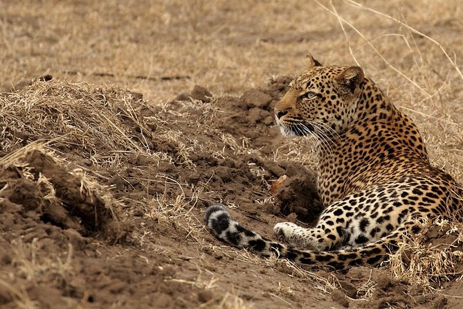 6 Days Savannah Wildlife &Primates Safari Trip. - Primate Encounters