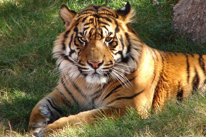 7-Day Private Tour of Delhi, Agra, Jaipur With Tiger Safari and Private Car - Booking and Confirmation Process