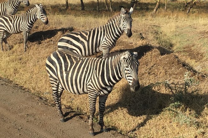7 Days Adventurous Maasai Mara – Naivasha – Nakuru – Amboseli