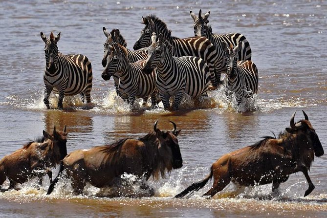 7 Days Amazing Big Five Safari Tour in Mara - Safari Vehicle and Equipment