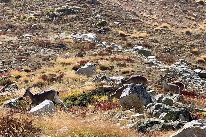 7 Days Gaumukh Tapovan Trek - Pricing & Reviews