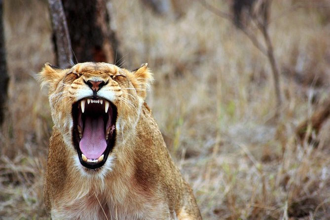 7 Days Naivasha, Nakuru, Masai Mara Mid-luxury Safari - Wildlife Sightings