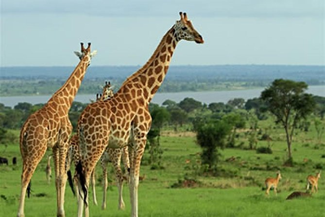 7-Days Rwanda Primates & Akagera NP Game Safari - Accommodation Details