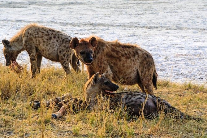 8-Day Sossusvlei, Swakop, Twyfelfontein & Etosha (Camping) - Pricing and Booking Details