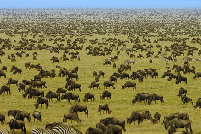 8 Days Flamingoes & Wildlife Safari - Meeting and Pickup Information