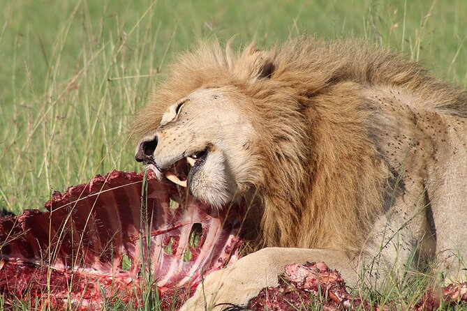 9 Days Private Serengeti Wildebeest Migration Safari