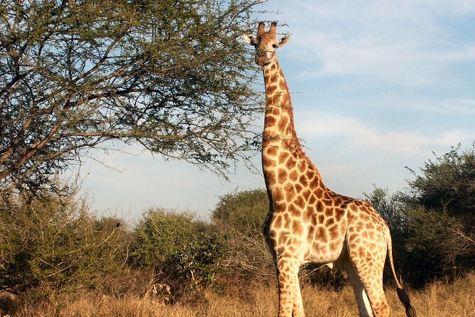 Aquila Safari Full Day Tour With Fairview Wine Tasting - Inclusions and Exclusions