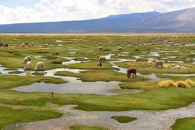 Arequipa and Colca: Wonderful Experience 4 Days and 3 Nights - Inclusions and Accommodation