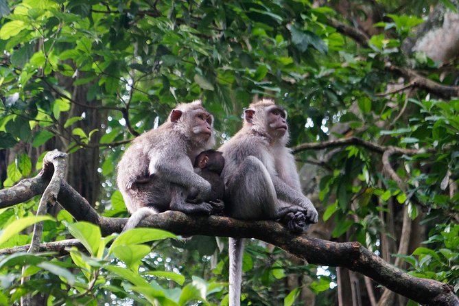 2 Best Shore Excursions In Seminyak