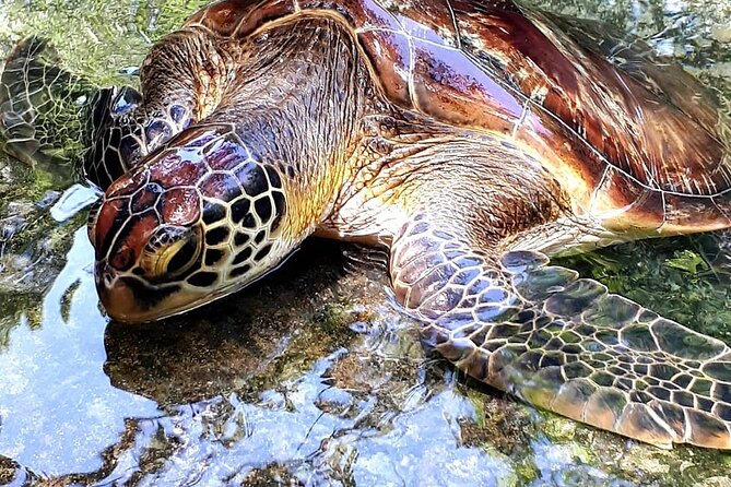 Baraka Aquarium, Spice Tour, Secret Garden, Prison Island, Emerson Restaurant - Highlights of Spice Tour