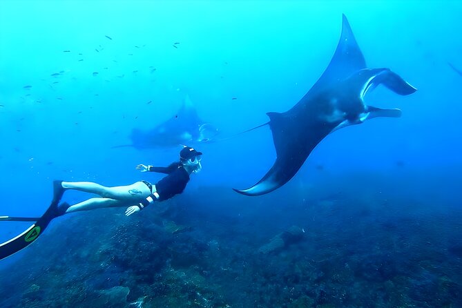 Best of Nusa Penida Snorkeling: Manta Bay, Wall Point & Gamat Bay