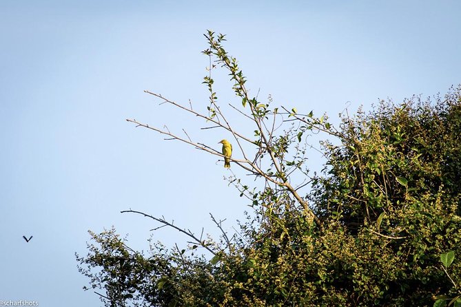 Birdwatching and Nature Walk of South Goa - Price and Booking Information
