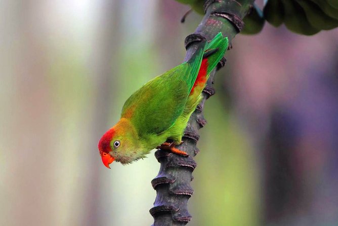 Birdwatching Safari in Udawalawe National Park From Colombo - Tour Logistics