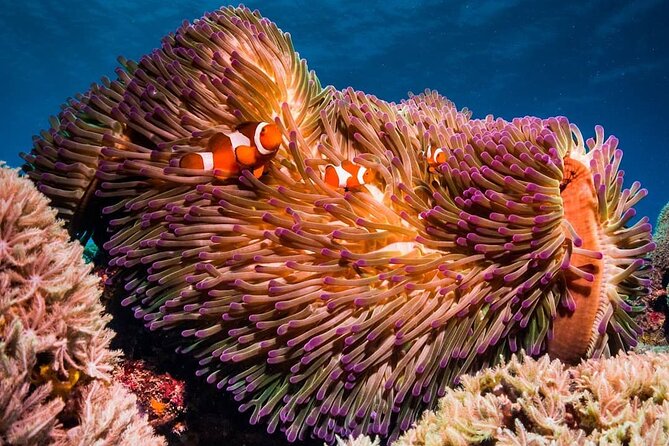 Blue Lagoon, Starfish Adventure, The Rock Restaurant, Spice Tour, Secret Garden - Additional Information for Travelers