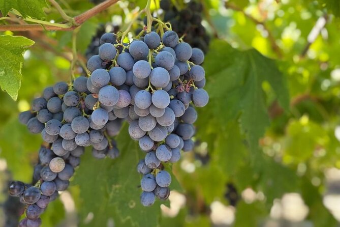 Boutique Winery Tour & Tasting in Valpolicella - Tips for Tour Participants