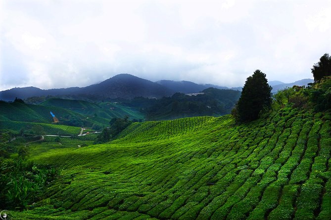 Cameron Highlands Full-Day Trip - Itinerary Highlights