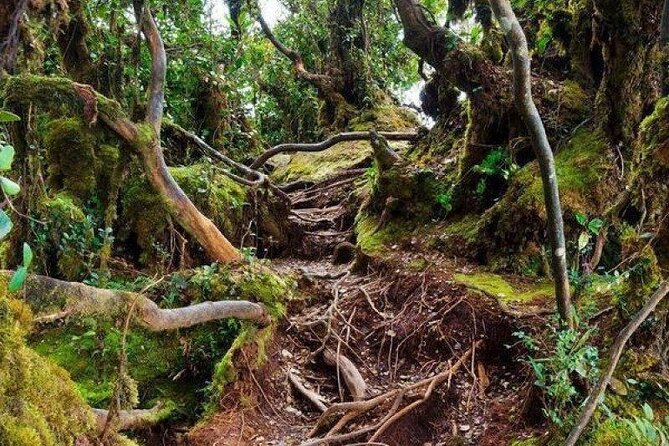 Cameron Highlands Hill Forest Walk - What To Bring