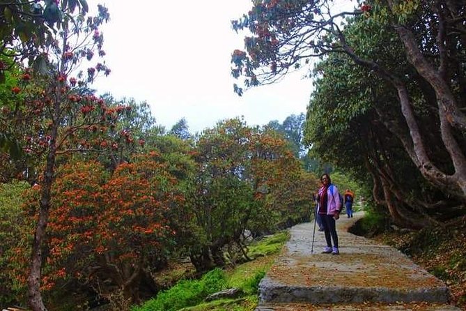 Camping in Chopta - 1 Night - Optional Add-ons Available