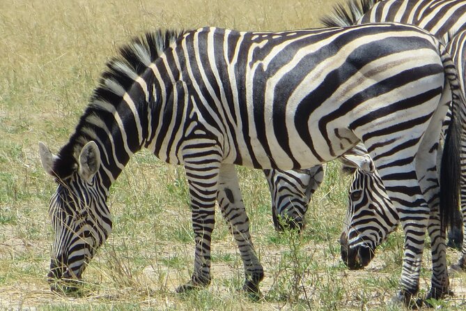 Chobe Full Day Safari Extended - The Sum Up